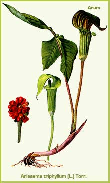 Arum triphyllum